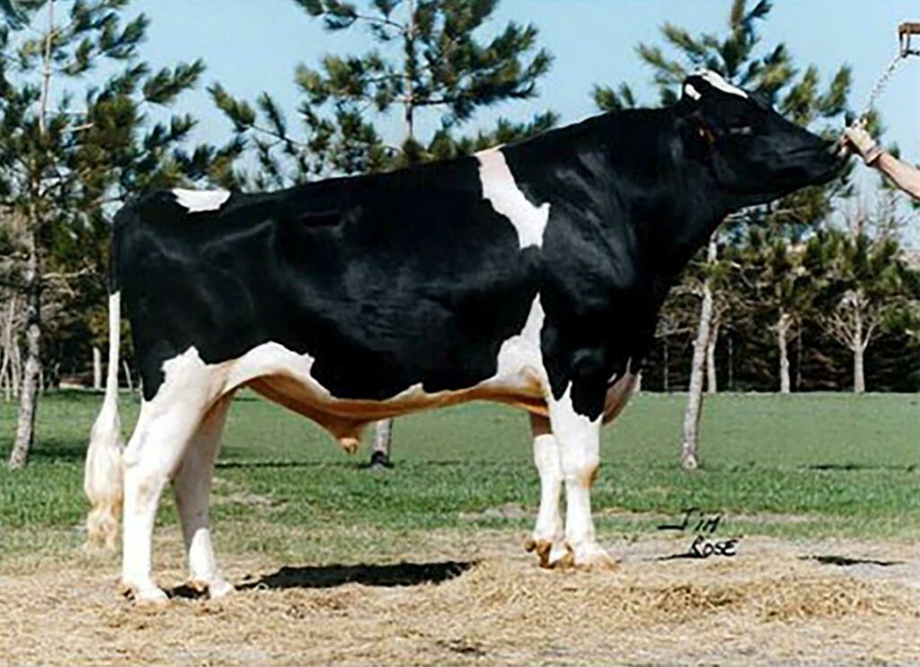 ma-federation_la-race-holstein_-hanoverhill-starbuck