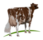 Holstein.png